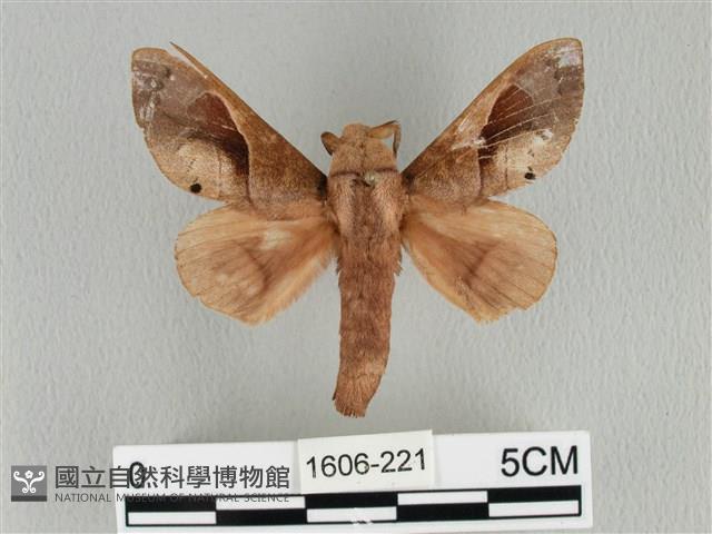 大褐斑枯葉蛾藏品圖，第1張