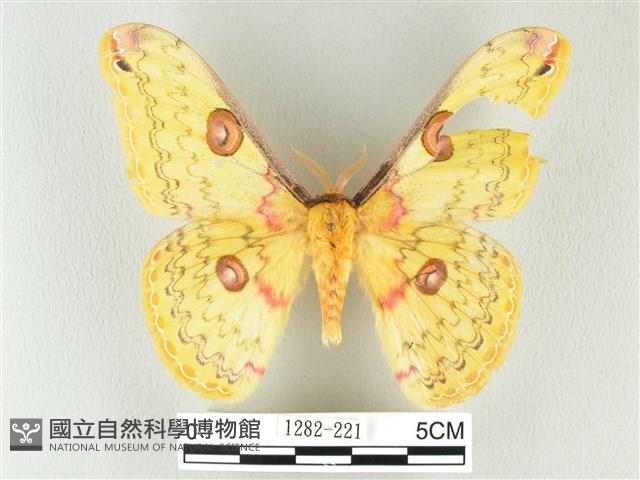 黃豹天蠶蛾藏品圖，第1張