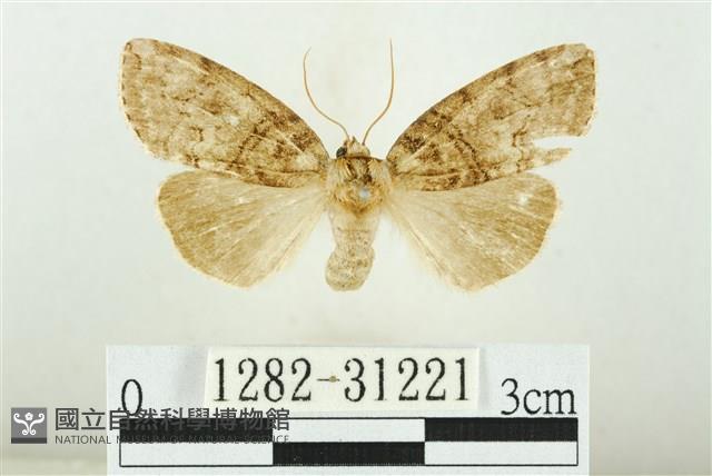 霧社環波紋蛾藏品圖，第1張