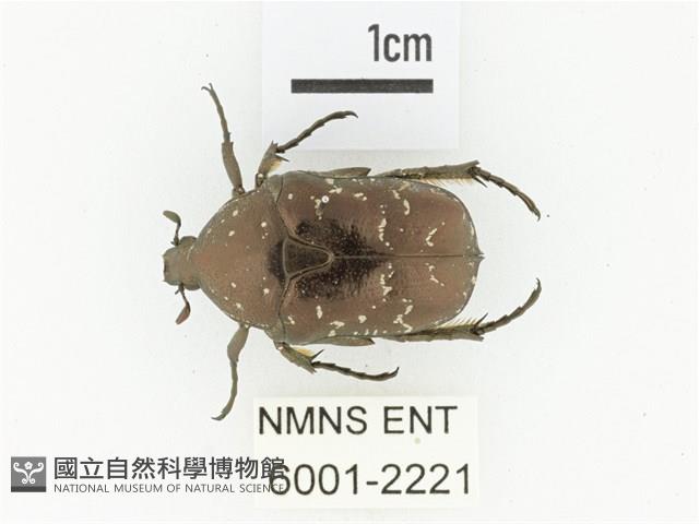 東方白點花金龜藏品圖，第1張