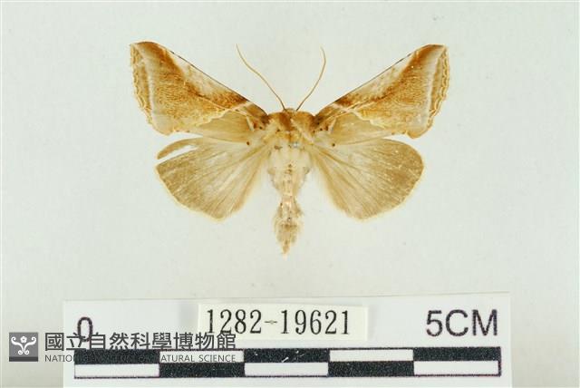 印華波紋蛾藏品圖，第1張