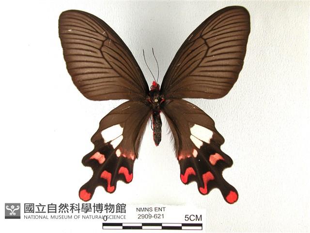 多姿麝鳳蝶藏品圖，第1張