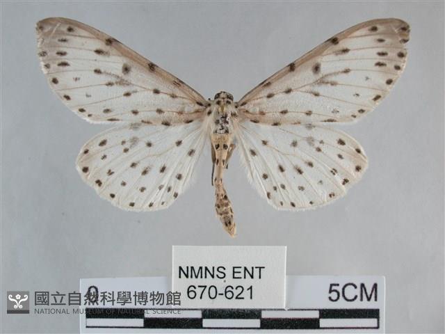 大胡麻斑星尺蛾藏品圖，第1張