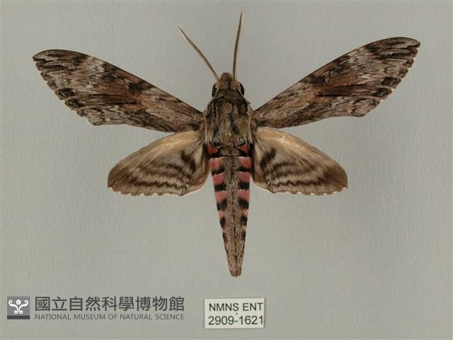 蝦殼天蛾藏品圖，第1張