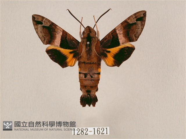 九節木長喙天蛾藏品圖，第1張