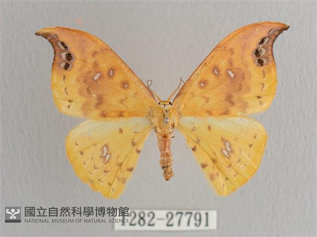 銀斑黃鉤蛾藏品圖，第1張