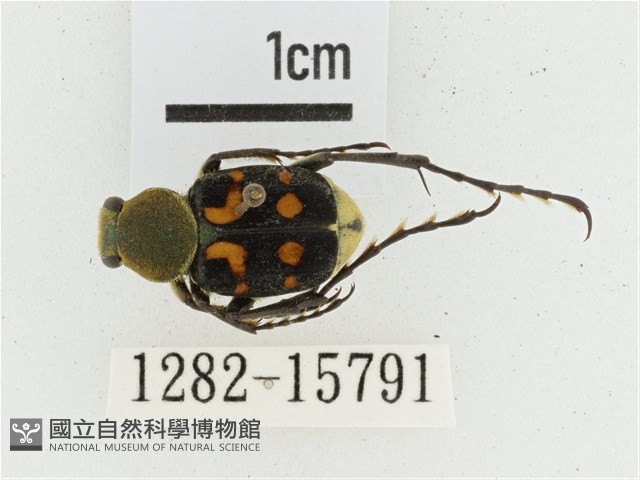 黃肩長腳花金龜藏品圖，第1張