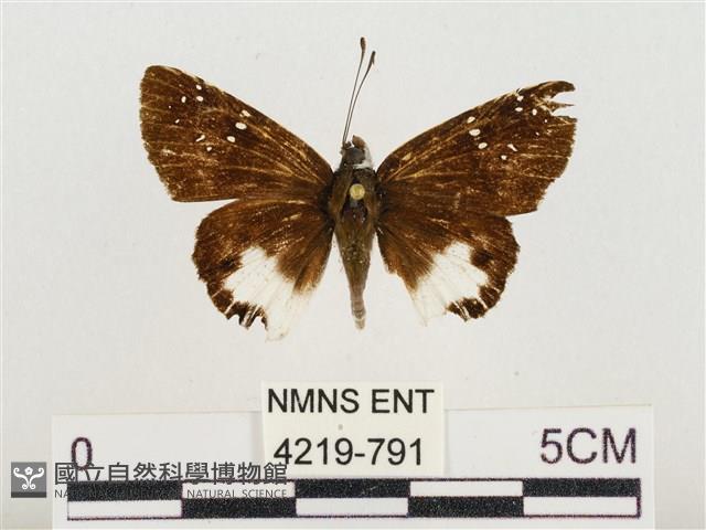 熱帶白裙弄蝶藏品圖，第1張