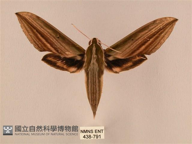 棕綠背線天蛾藏品圖，第1張