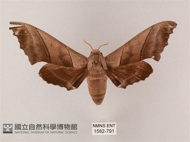 齒翅三線天蛾藏品圖，第1張