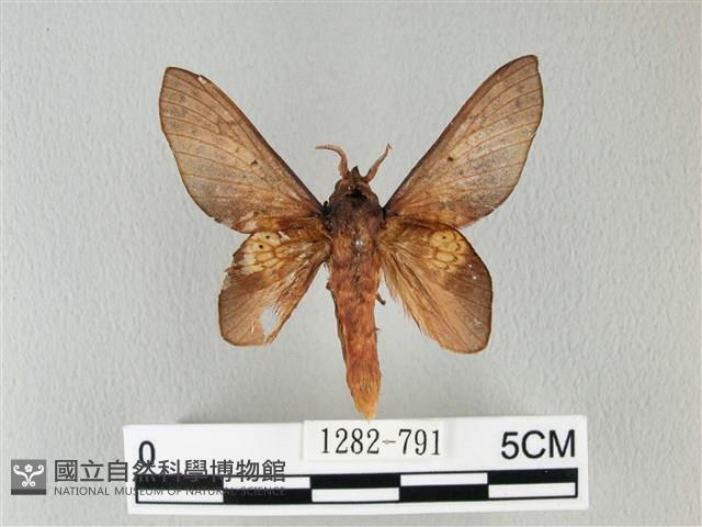 緣斑枯葉蛾藏品圖，第1張