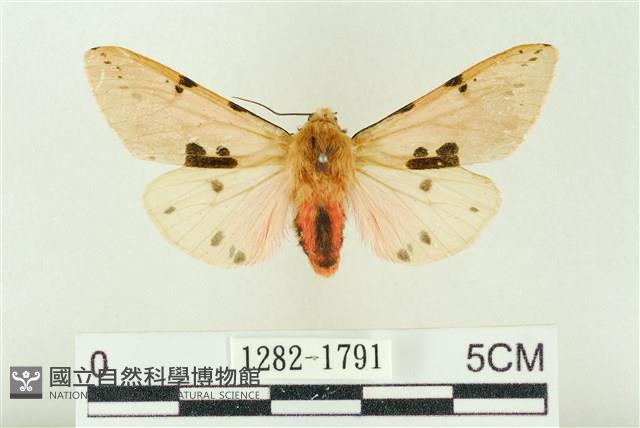 棍棒污燈蛾藏品圖，第1張