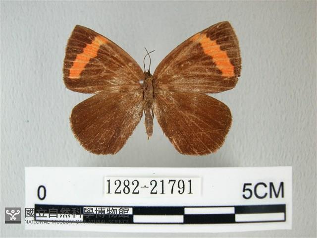 帶錨紋蛾藏品圖，第1張