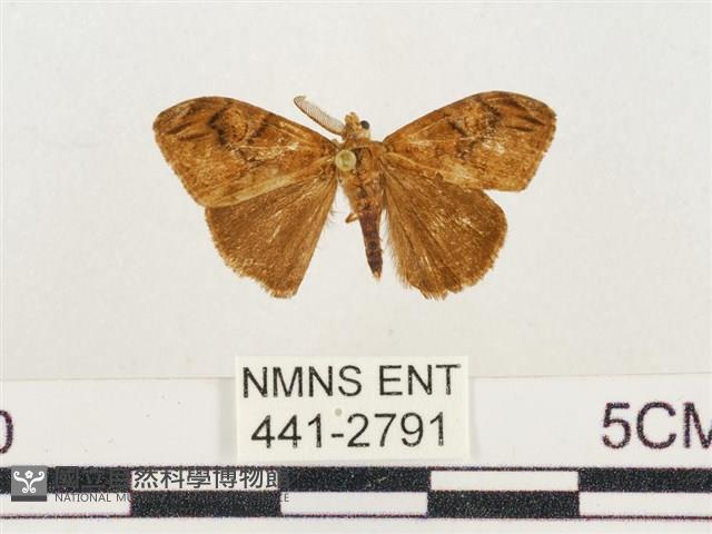 小白紋毒蛾藏品圖，第1張