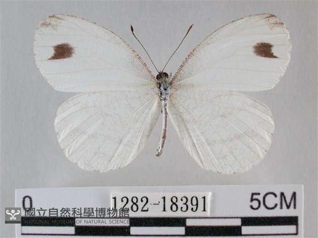 纖粉蝶、黑點粉蝶藏品圖，第1張