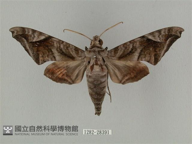 全緣缺角天蛾藏品圖，第1張