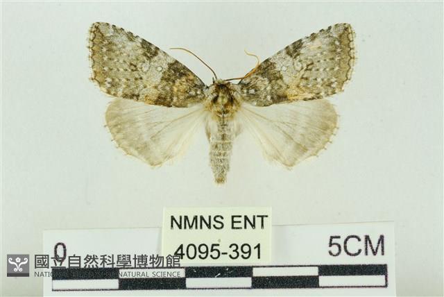 臺灣銀斑異波紋蛾藏品圖，第1張
