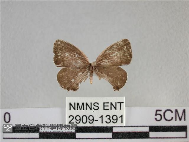 黑星灰蝶藏品圖，第1張