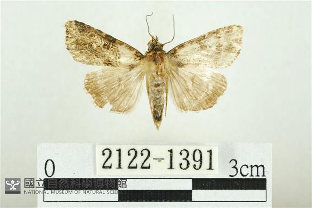 白斑散紋夜蛾藏品圖，第1張