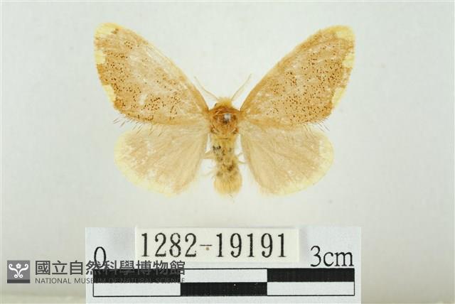 黑翅黃毒蛾藏品圖，第1張