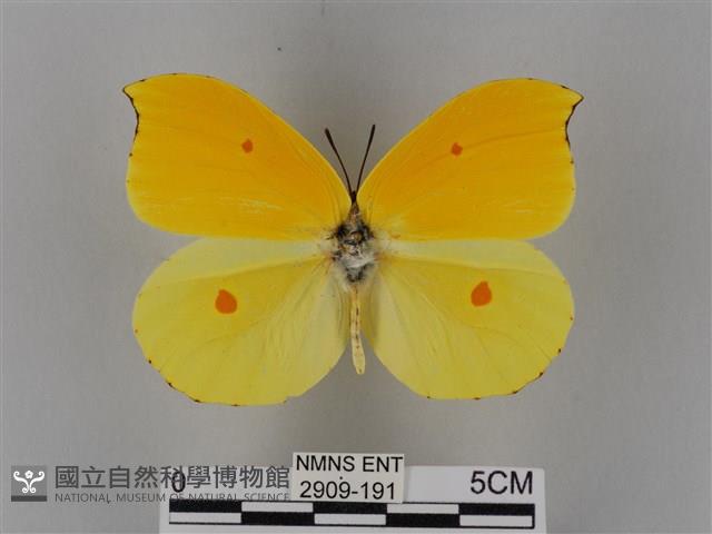 圓翅鉤粉蝶藏品圖，第1張