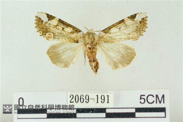 連珠波紋蛾藏品圖，第1張