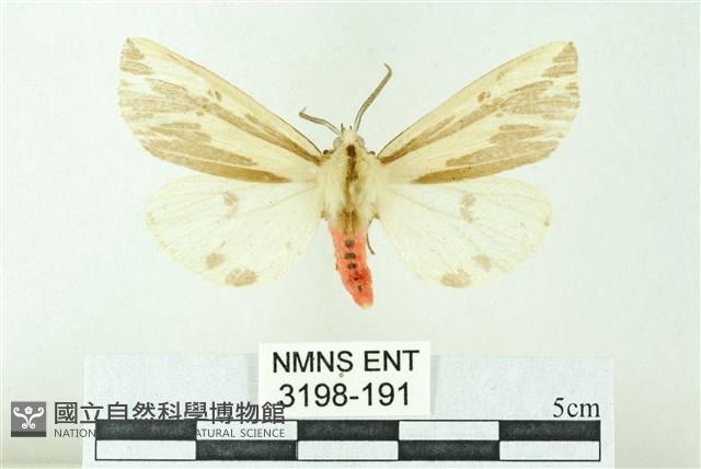 赭新污燈蛾藏品圖，第1張