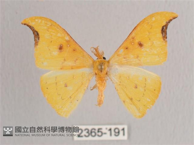 彎黑黃鉤蛾藏品圖，第1張