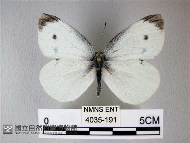 白粉蝶、紋白蝶藏品圖，第1張