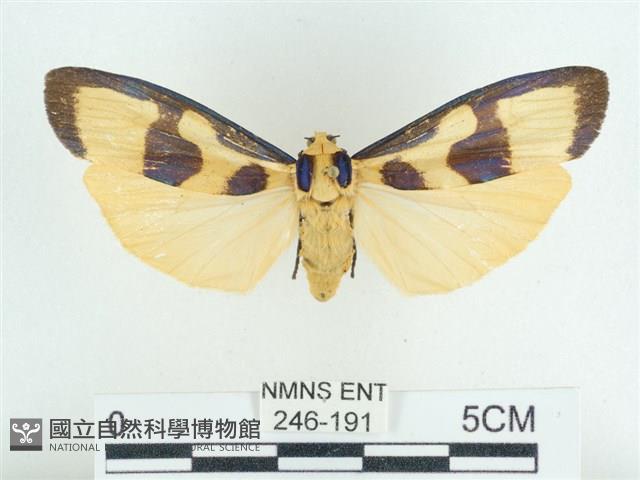 閃光苔蛾藏品圖，第1張