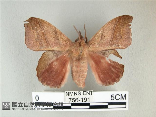 埔里雙線枯葉蛾藏品圖，第1張