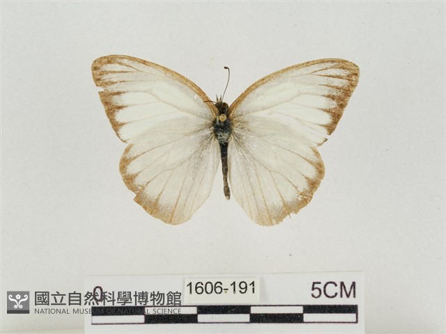 淡褐脈粉蝶藏品圖，第1張