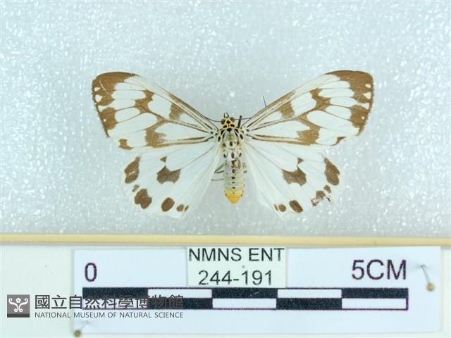 粉蝶燈蛾藏品圖，第1張