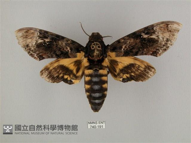 鬼臉天蛾藏品圖，第1張