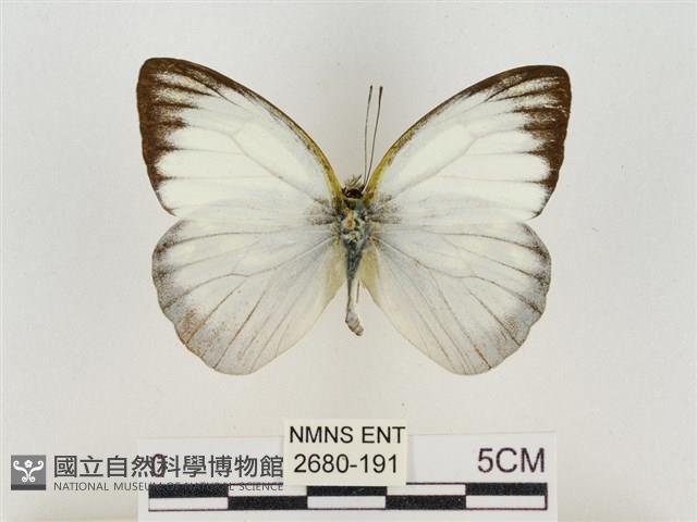 淡褐脈粉蝶藏品圖，第1張