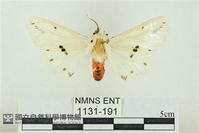 菊池污燈蛾藏品圖，第1張