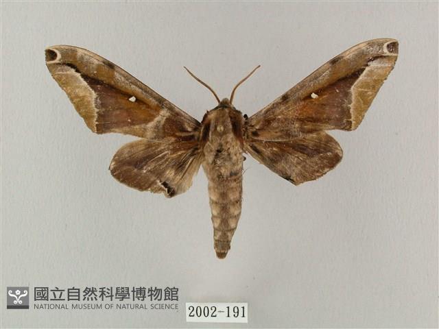 白點天蛾 藏品圖，第1張