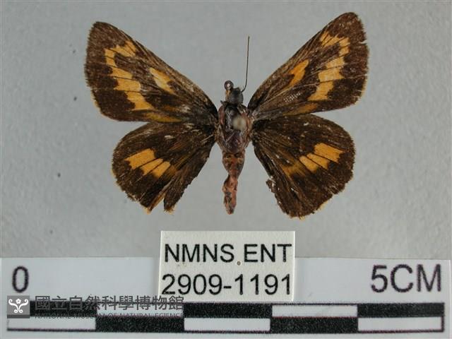 寬邊橙斑弄蝶藏品圖，第1張