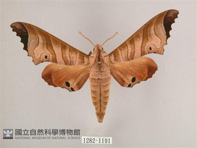 黑角六點天蛾藏品圖，第1張