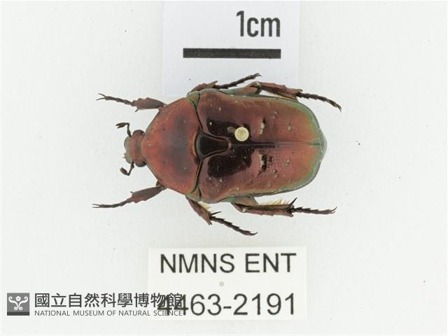 藍艷白點花金龜藏品圖，第1張