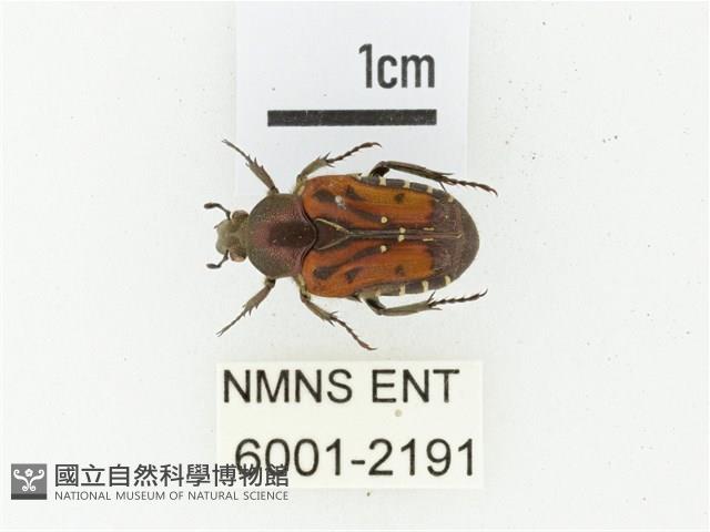 黑斑陷紋金龜藏品圖，第1張