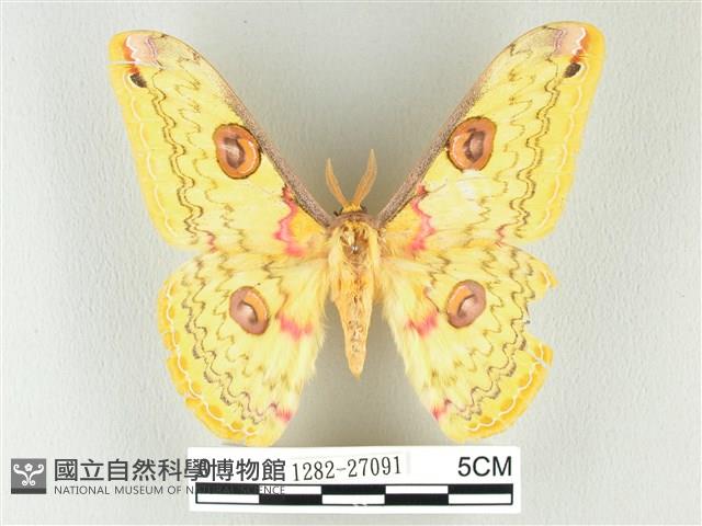黃豹天蠶蛾藏品圖，第1張