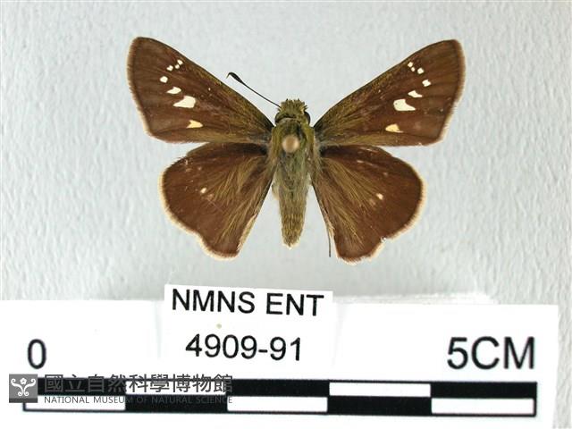 禾弄蝶藏品圖，第1張