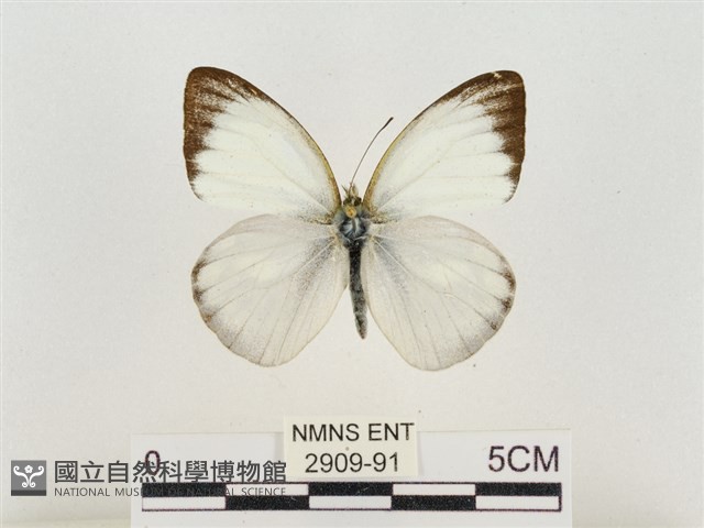 淡褐脈粉蝶藏品圖，第1張