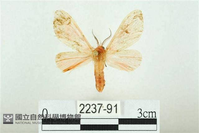 三條橙燈蛾藏品圖，第1張