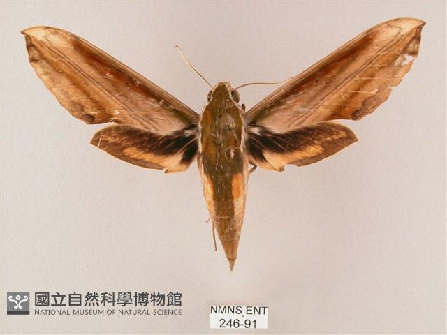 綠背斜紋天蛾藏品圖，第1張