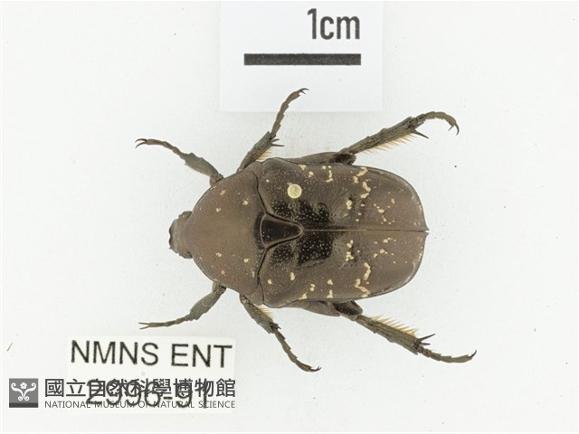 東方白點花金龜藏品圖，第1張