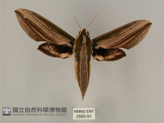棕綠背線天蛾藏品圖，第1張