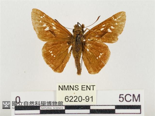 中華褐弄蝶藏品圖，第1張