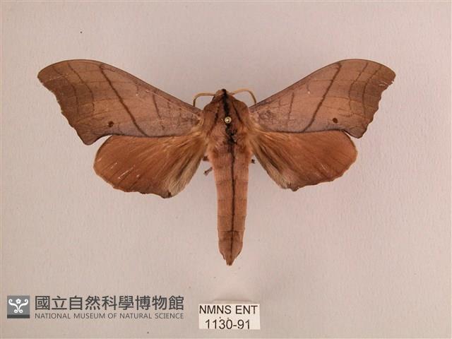 直翅六點天蛾藏品圖，第1張